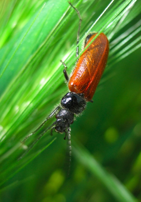 Carabidae? Omophlus