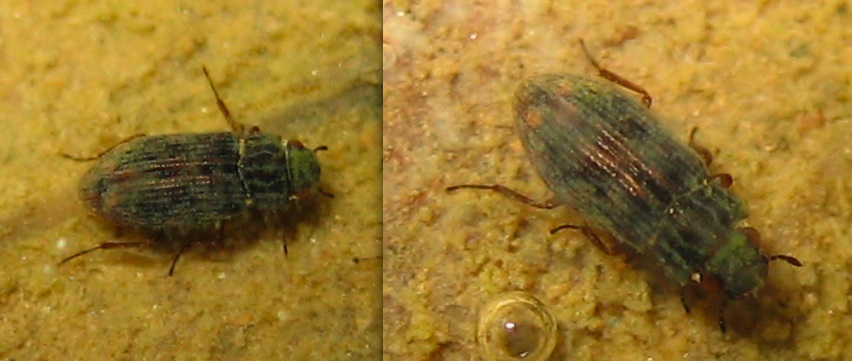 Coleottero acquatico: Helophoridae