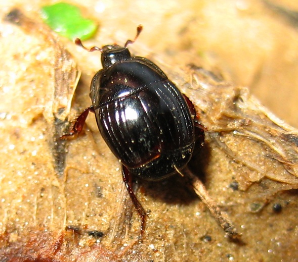 Scarabeo