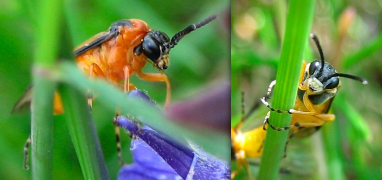 Imenotteri arancioni