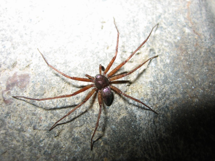 Philodromidae (probabile Philodromus sp.)