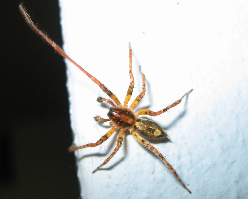 Anyphaena sp.