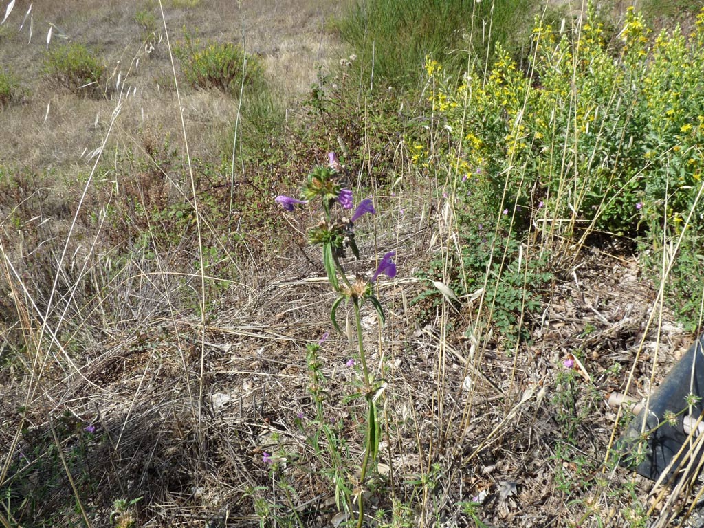 Galeopsis angustifolia / Canapetta a foglie strette