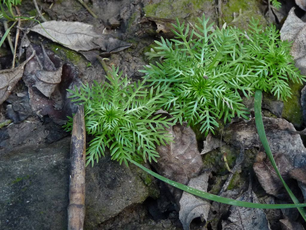 Hottonia palustris / Violetta d''acqua