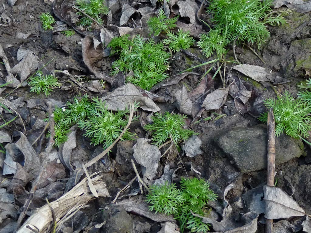 Hottonia palustris / Violetta d''acqua