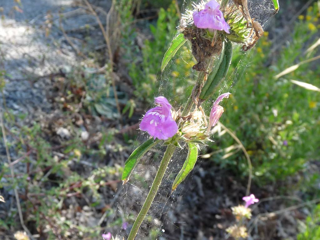 Galeopsis angustifolia / Canapetta a foglie strette