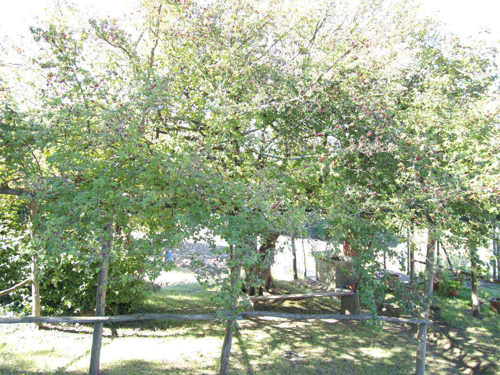 Cornus mas di Travale