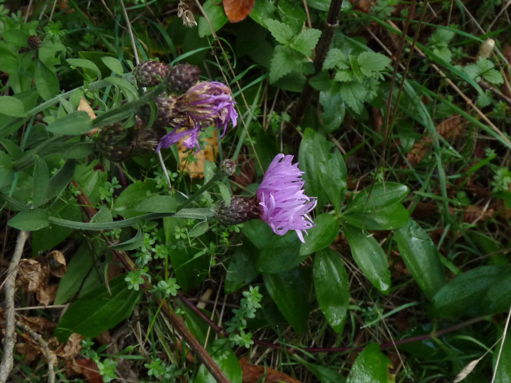 Centaurea nigrescens
