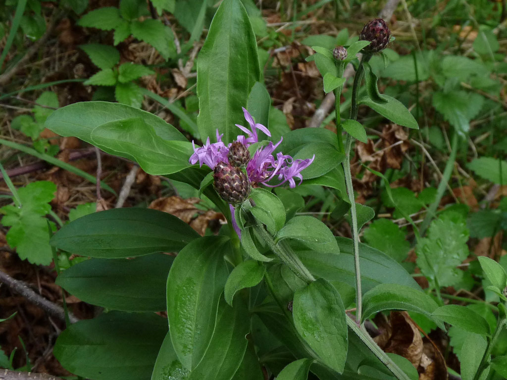 Centaurea nigrescens
