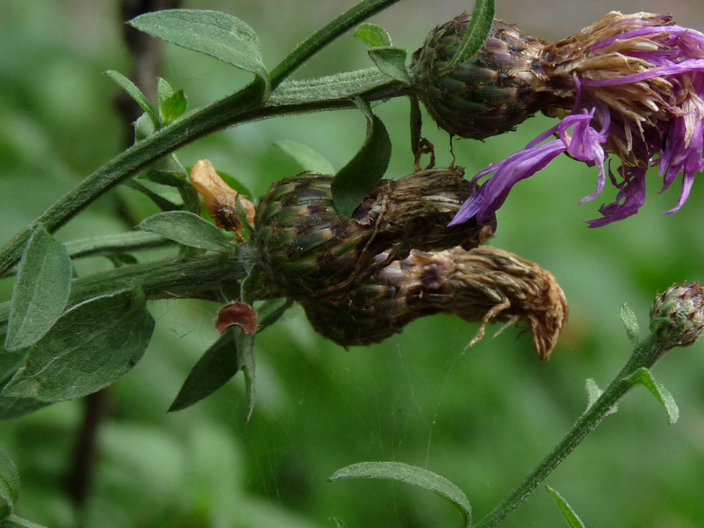 Centaurea nigrescens