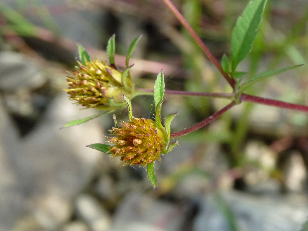 Bidens frondosa / Forbicina peduncolata