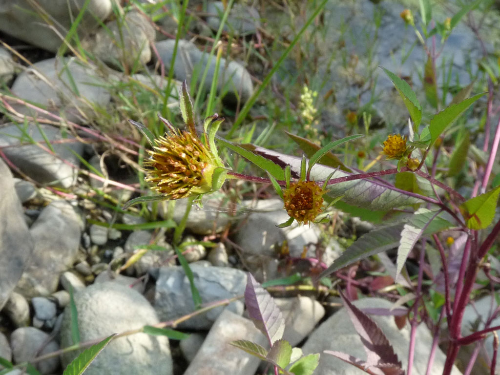 Bidens frondosa / Forbicina peduncolata