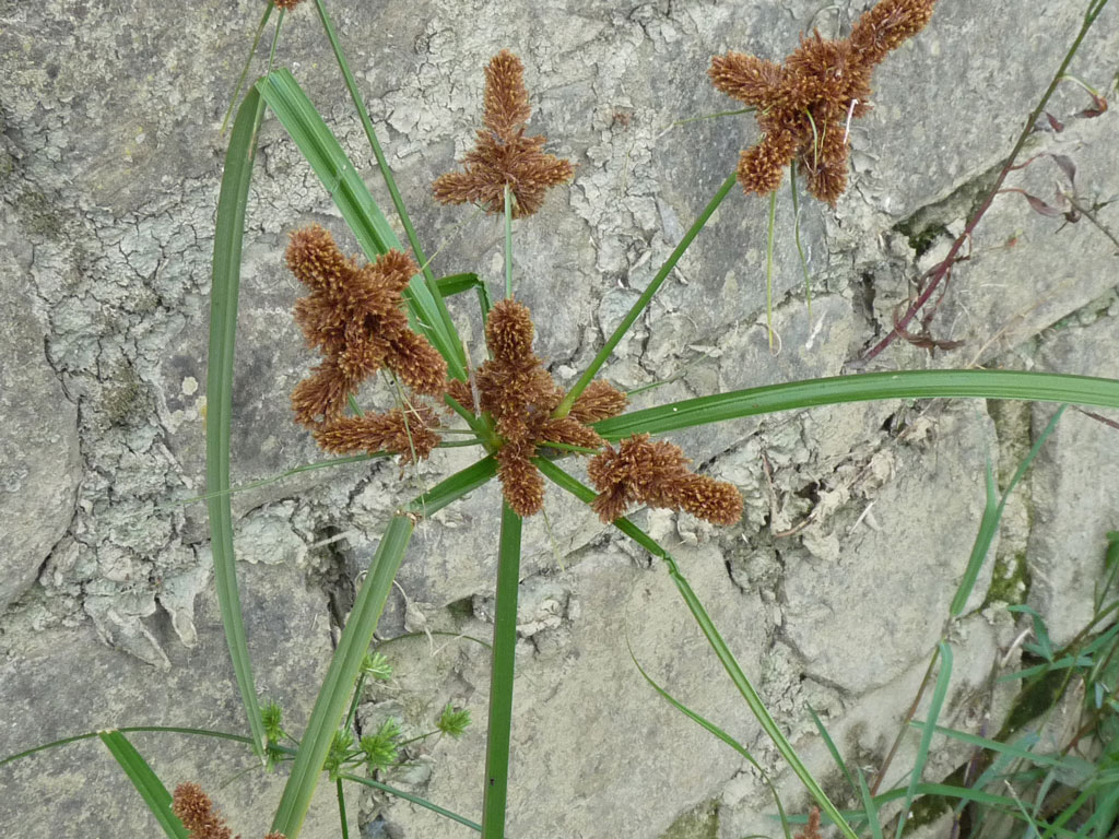 Cyperus glomeratus / Zigolo ferrugineo