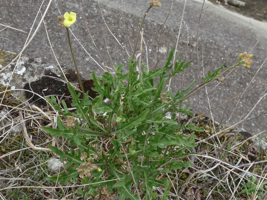 Fiore giallo sull''argine dell''arno. Diplotaxis tenuifolia