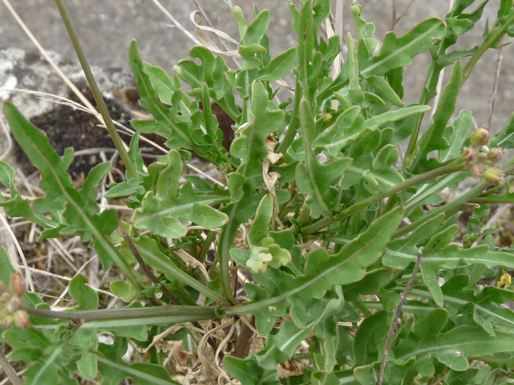 Fiore giallo sull''argine dell''arno. Diplotaxis tenuifolia