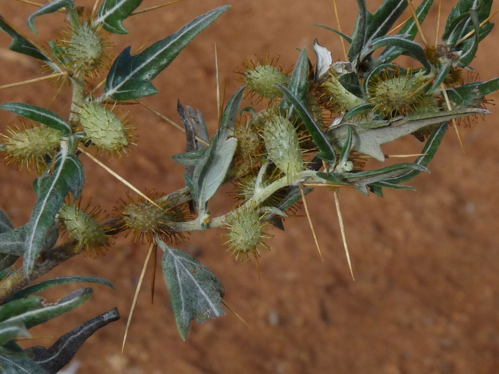 Xanthium spinosum / Nappola spinosa