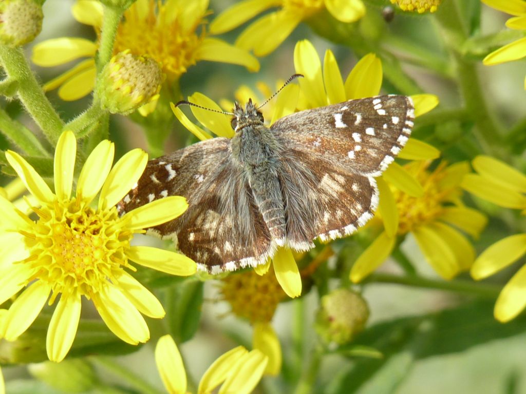 Pyrgus armoricanus