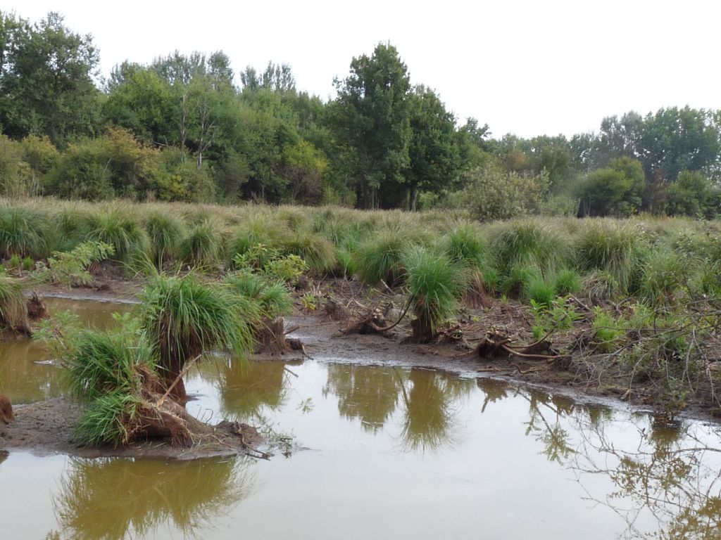 magnocariceto a carex elata?