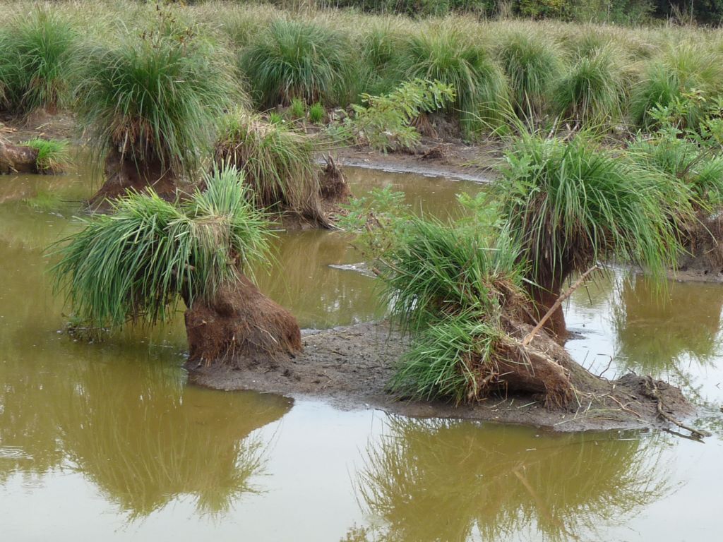 magnocariceto a carex elata?
