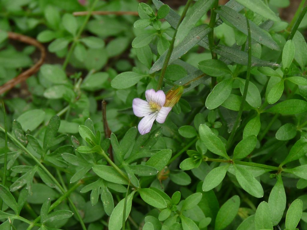 Gratiola officinalis / Gratiola, graziella