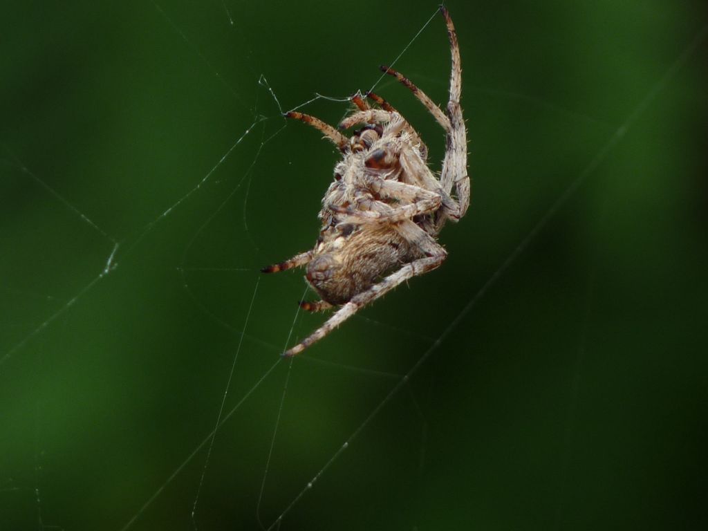 Araneus angulatus