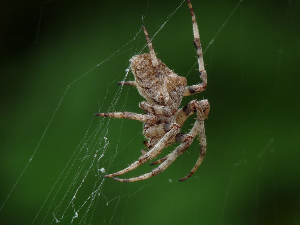 Araneus angulatus