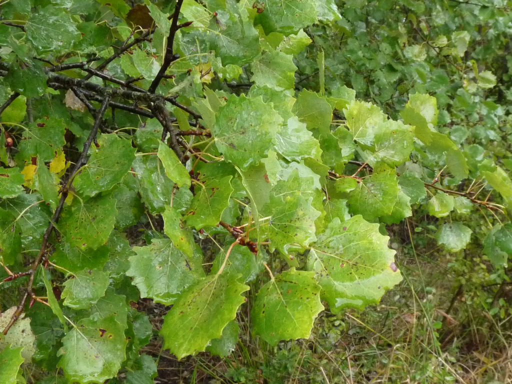 Populus tremula / Pioppo tremulo