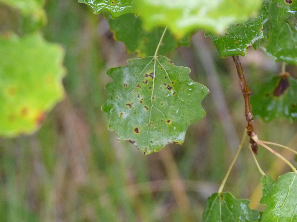 Populus tremula / Pioppo tremulo