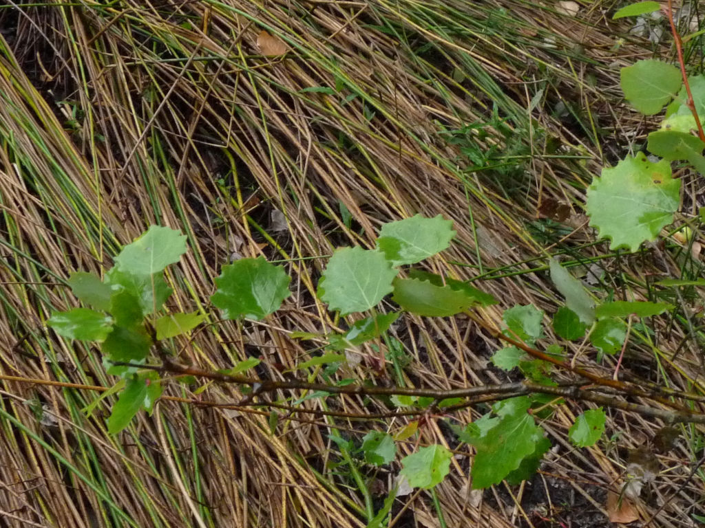 Populus tremula / Pioppo tremulo