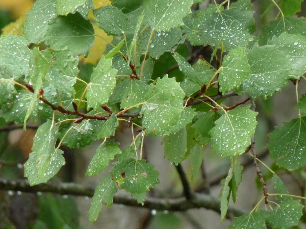 Populus tremula / Pioppo tremulo