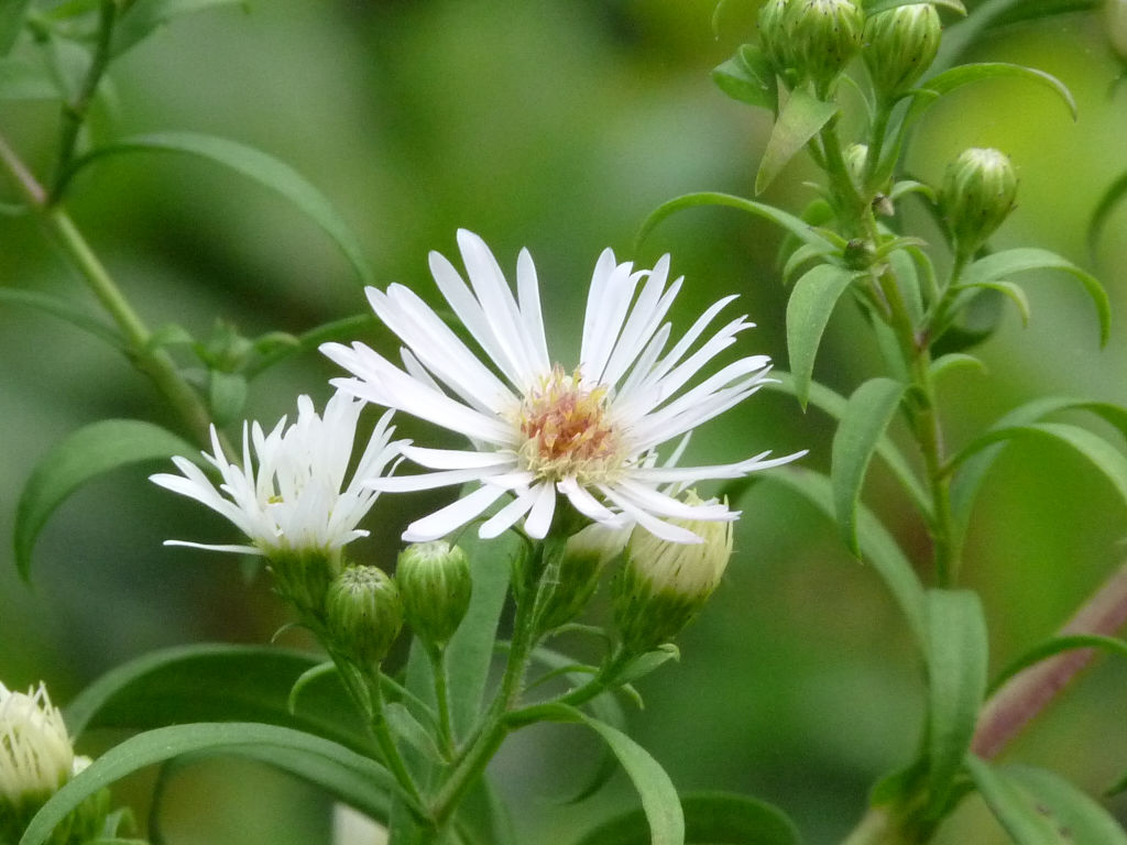 Riva Arno 5 - cfr. Symphyotrichum novi-belgii (= Aster ...)