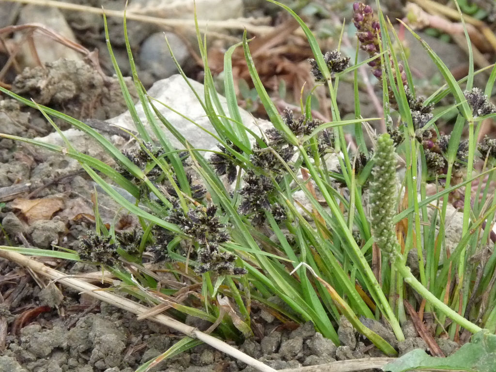 Cyperus fuscus / Zigolo nero