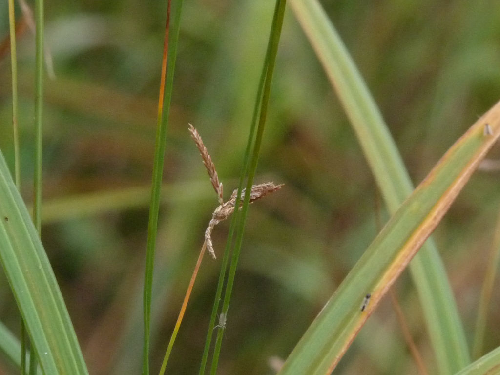 Cyperus longus /  Zigolo comune