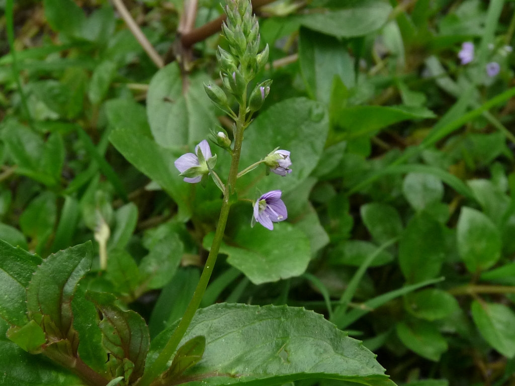 Veronica beccabunga