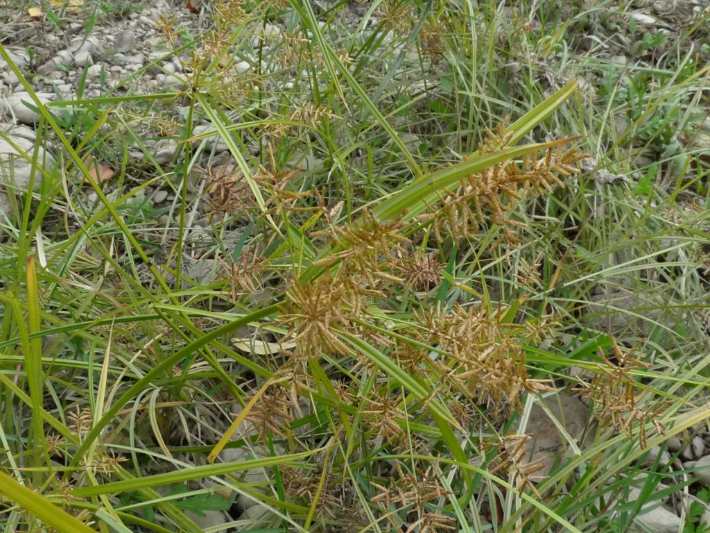 Cyperus esculentus / Zigolo dolce