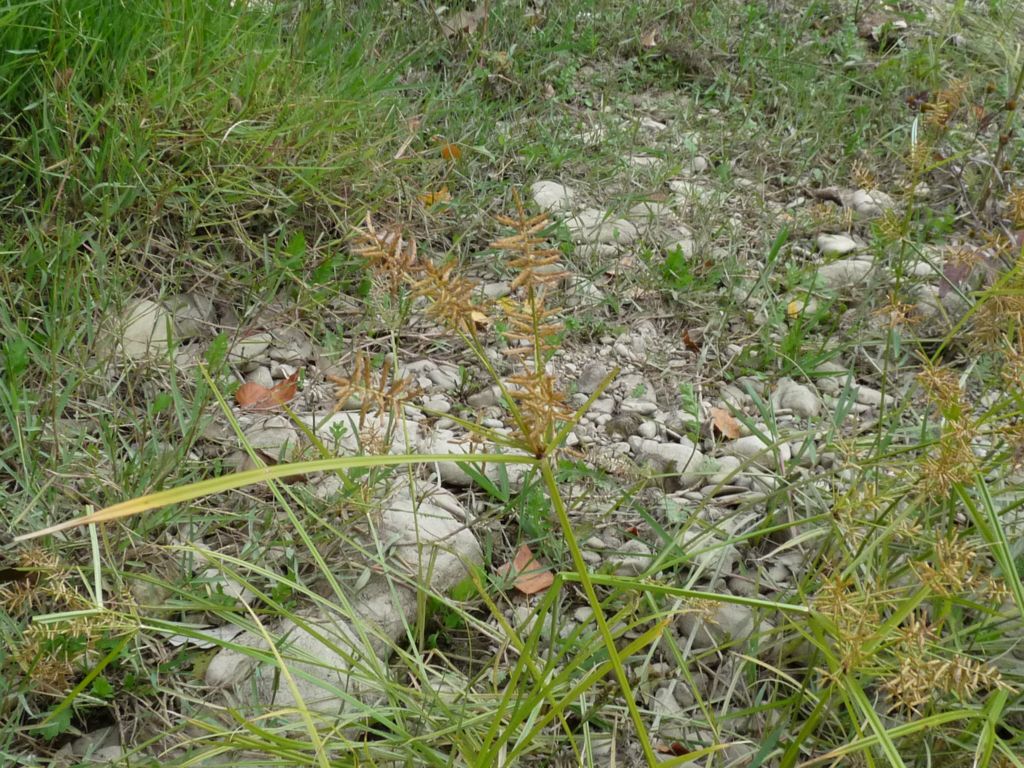 Cyperus esculentus / Zigolo dolce