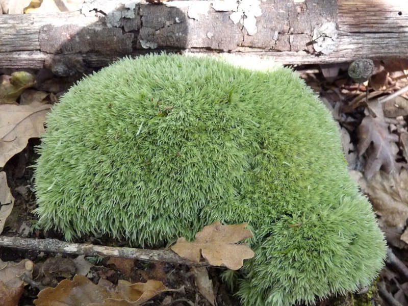 Leucobryum  glaucum?
