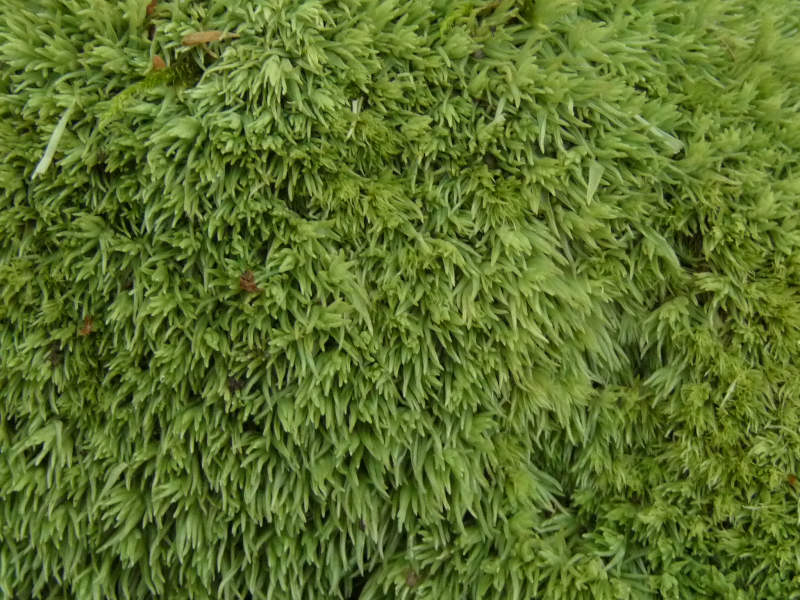 Leucobryum  glaucum?
