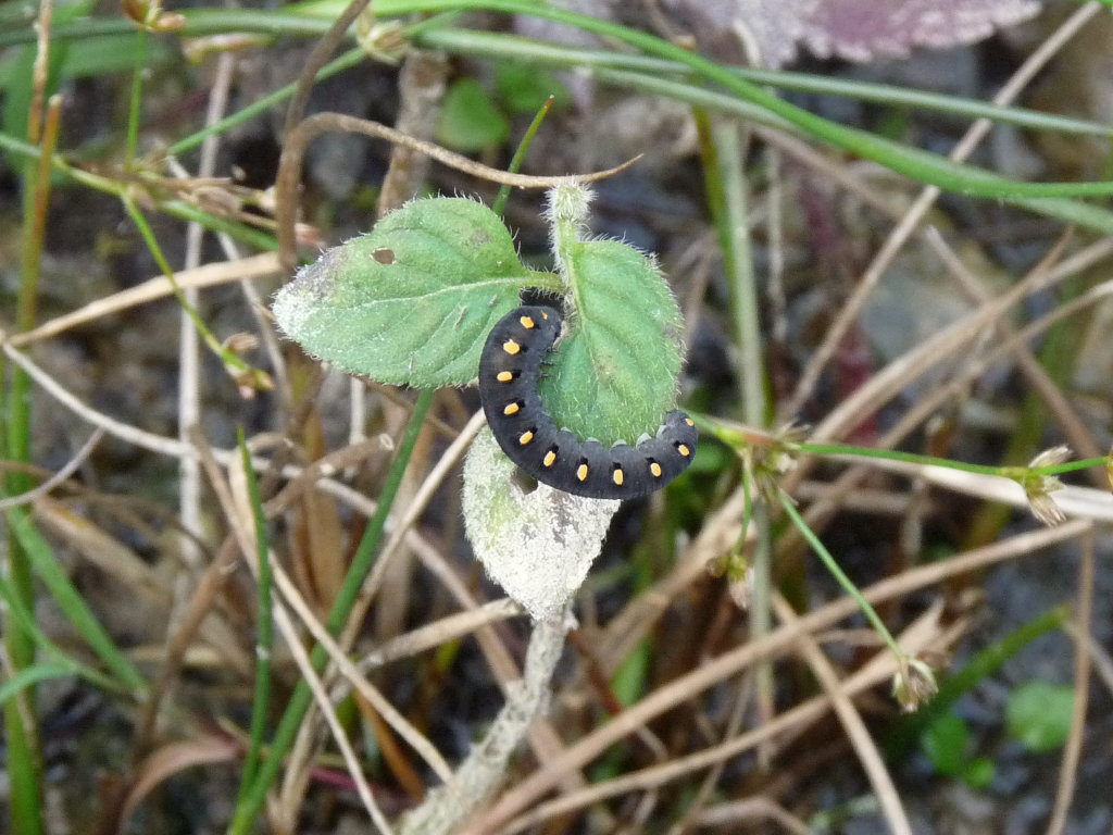 Larva di Tenthredo cf. marginella su menta