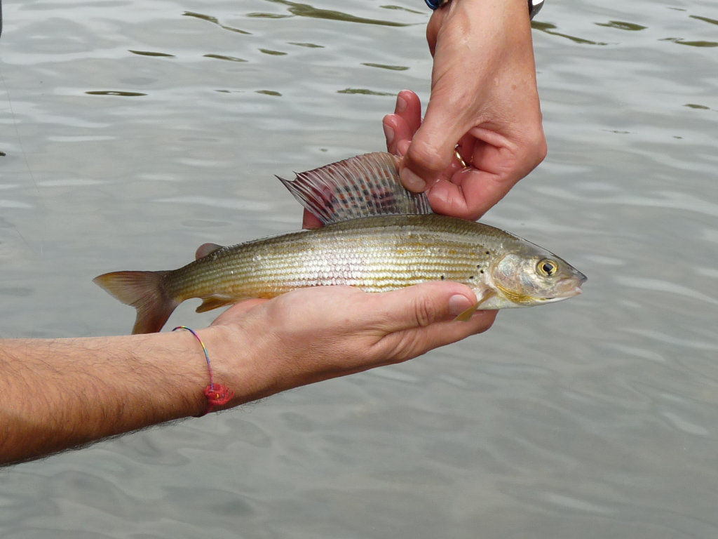 Thymallus thymallus dell''alto tevere in Toscana