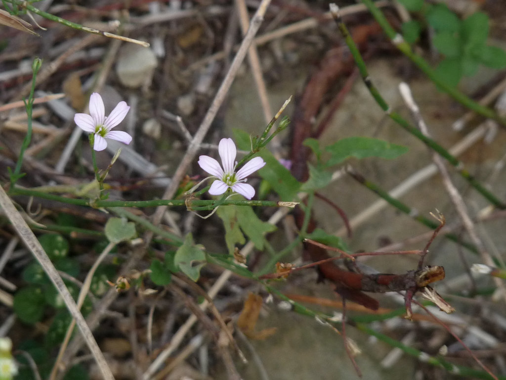 Petrorhagia saxifraga