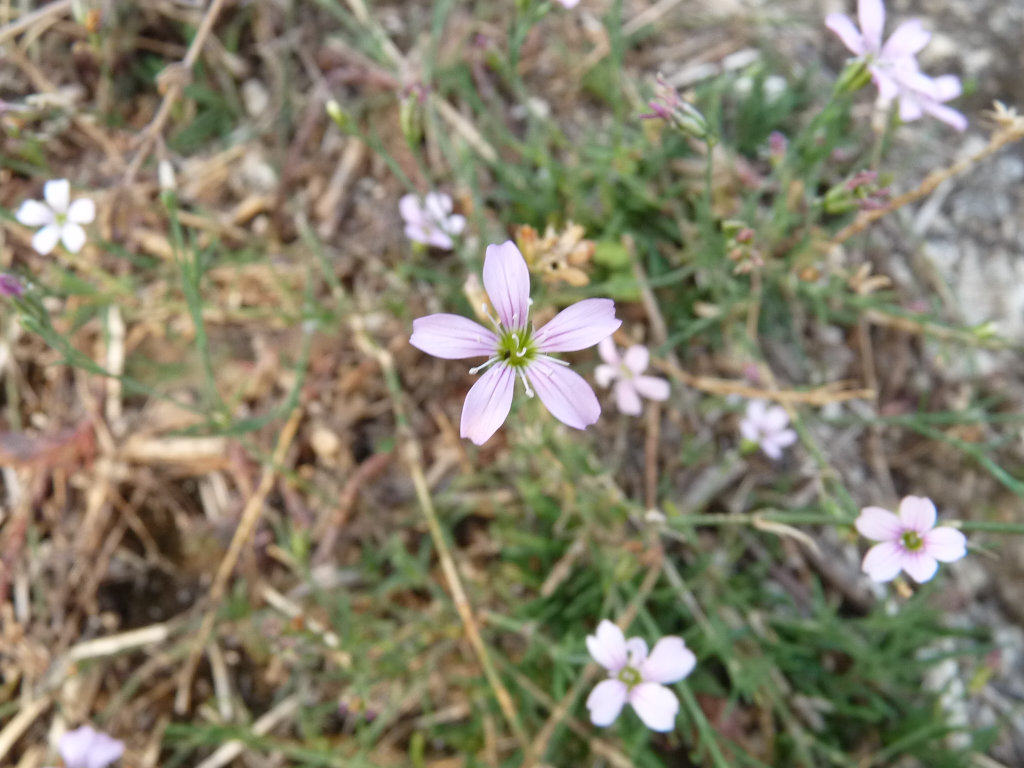 Petrorhagia saxifraga