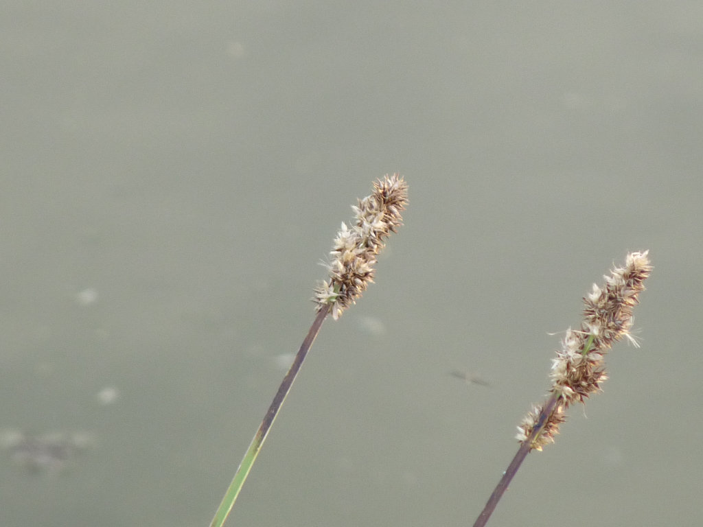 pianta palustre n. 3