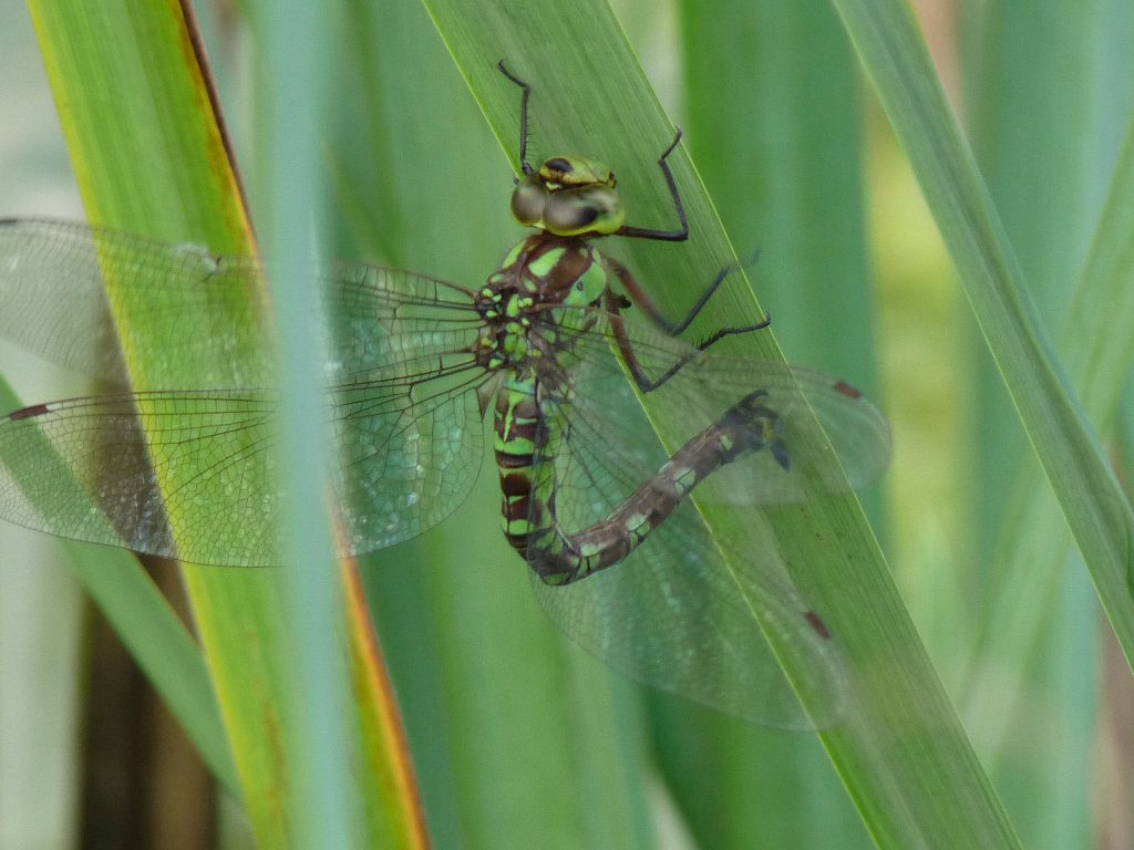 Aeshna  cyanea femmina in deposizione