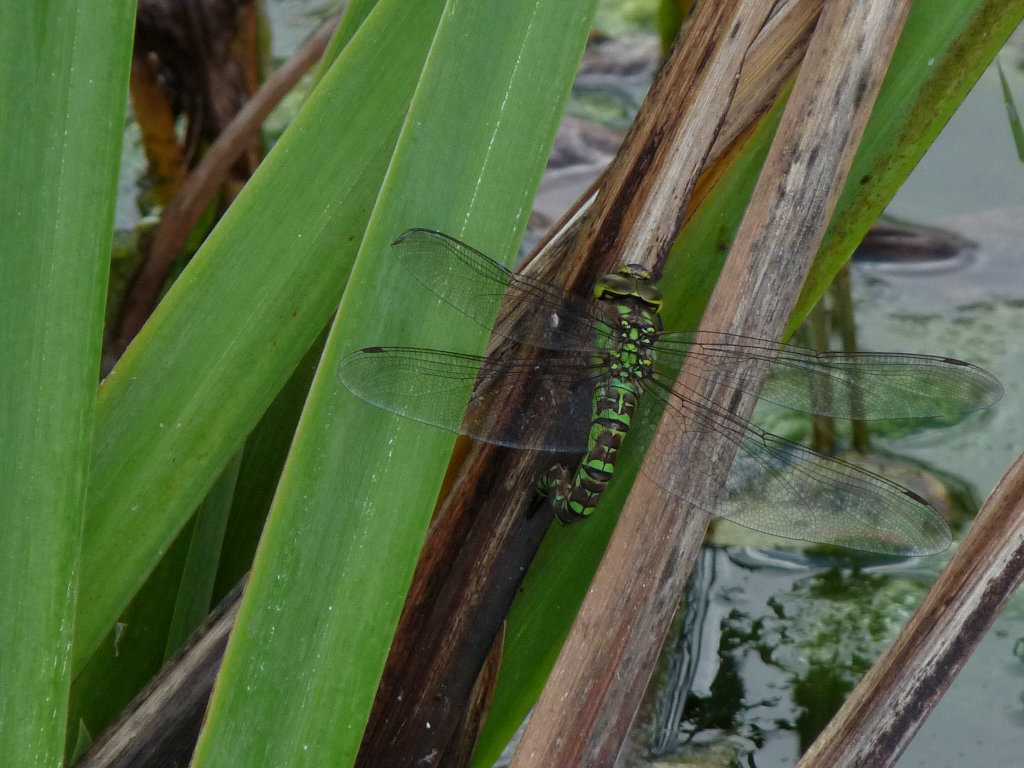 Aeshna  cyanea femmina in deposizione