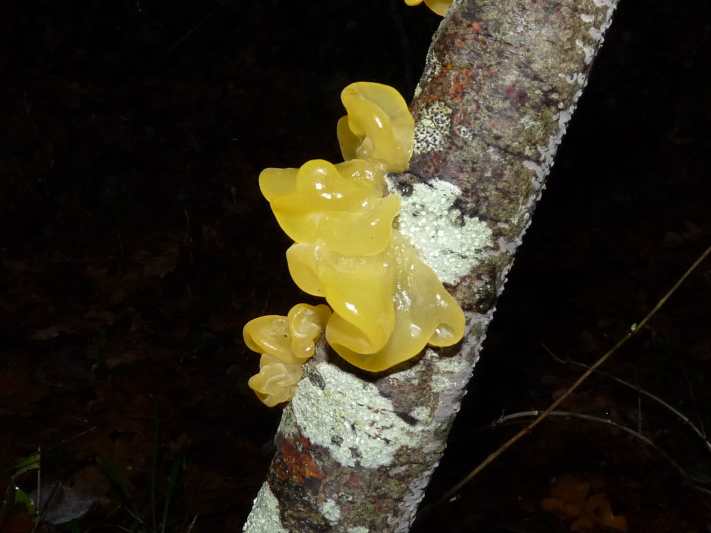 Fungo? (Crf. Tremella mesenterica)