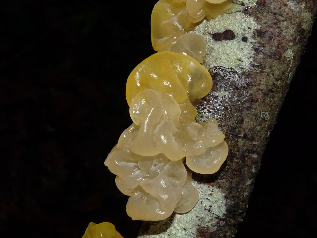 Fungo? (Crf. Tremella mesenterica)