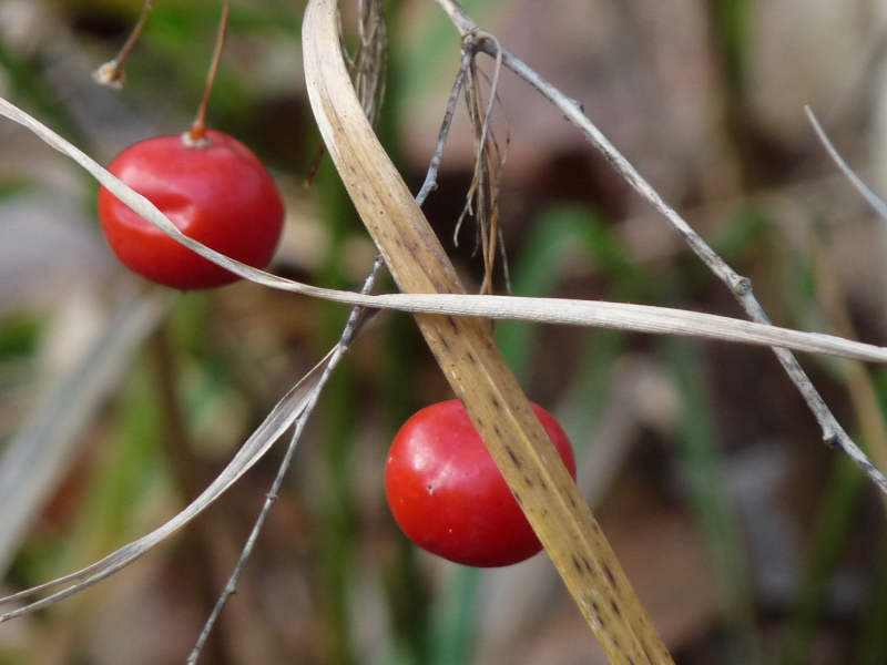 Asparagus tenuifolius / Asparago selvatico