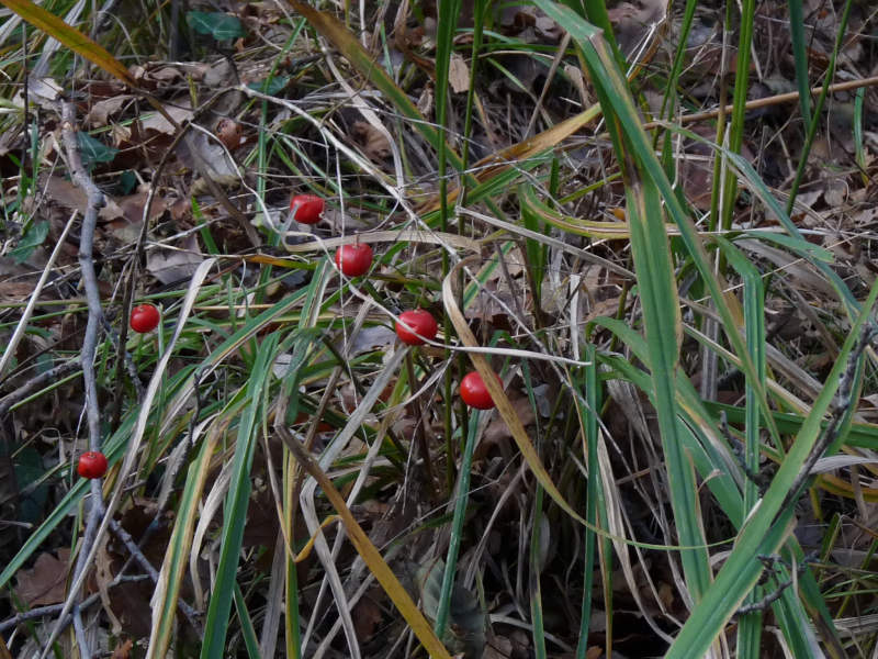 Asparagus tenuifolius / Asparago selvatico