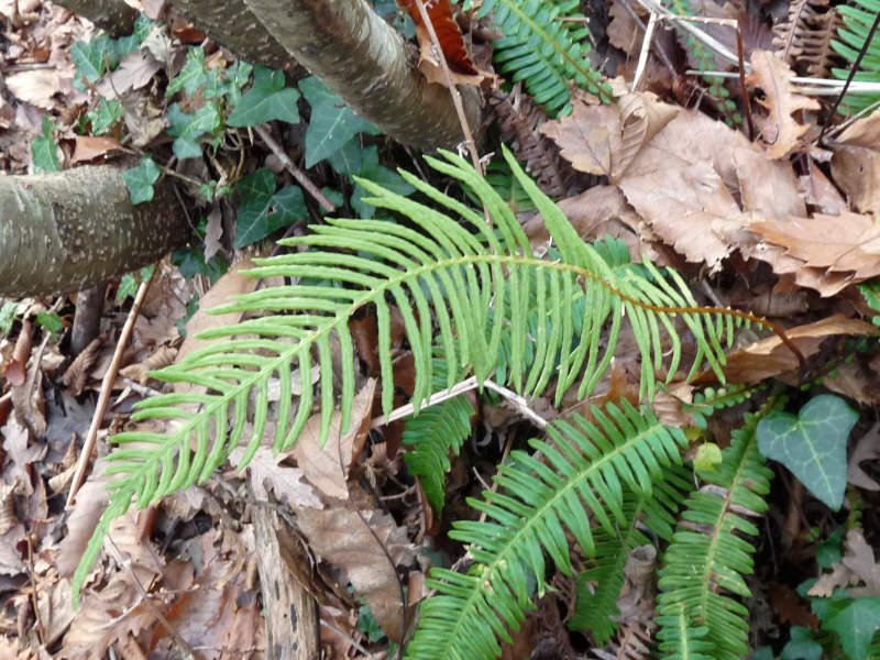 Struthiopteris spicant (= Blechnum spicant) / Lonchite minore